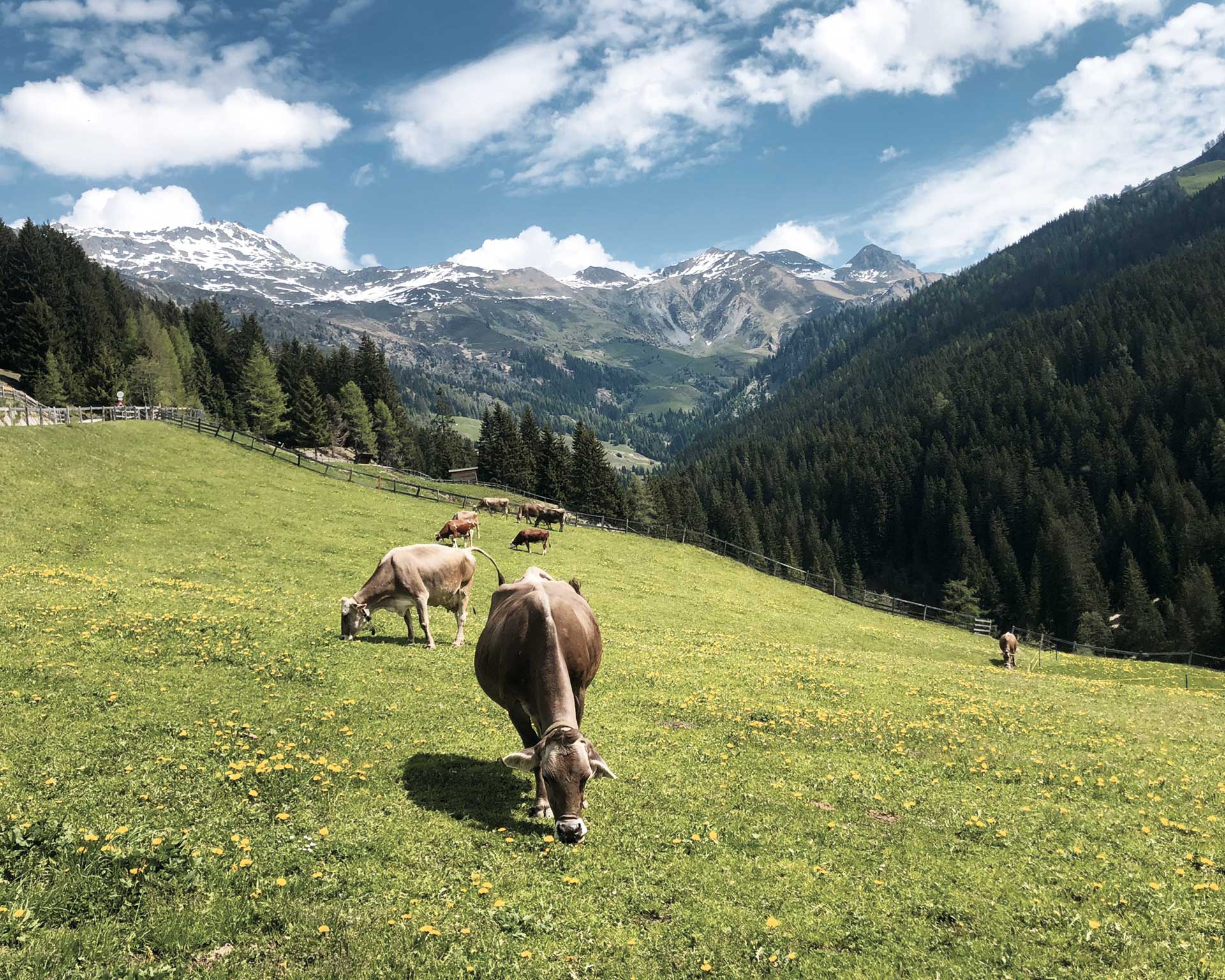 bergler-hoamat-mountain-hideaway-navis-aktiv-berge-kuehe-auf-der-weide